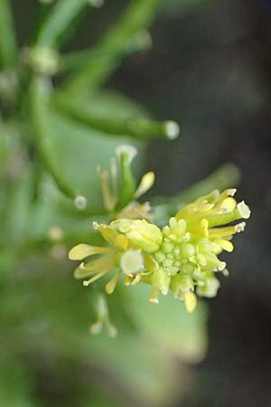 Sisymbrium erysimoides \ Sch&ouml;terich-Rauke / Smooth Mustard, D Ludwigshafen 1.5.2022