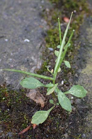 Sisymbrium erysimoides \ Sch&ouml;terich-Rauke / Smooth Mustard, D Ludwigshafen 1.5.2022