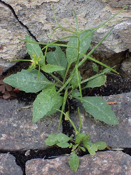 Sisymbrium erysimoides \ Sch&ouml;terich-Rauke / Smooth Mustard, D Ludwigshafen 1.5.2022