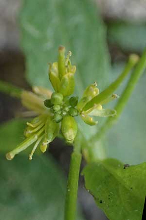 Sisymbrium erysimoides \ Sch&ouml;terich-Rauke / Smooth Mustard, D Ludwigshafen 1.5.2022