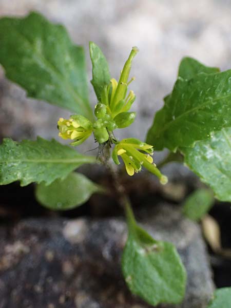 Sisymbrium erysimoides \ Sch&ouml;terich-Rauke / Smooth Mustard, D Ludwigshafen 1.5.2022