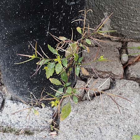 Sisymbrium erysimoides \ Sch&ouml;terich-Rauke / Smooth Mustard, D Ludwigshafen 1.5.2022