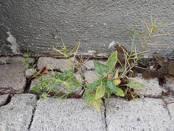 Sisymbrium erysimoides \ Sch&ouml;terich-Rauke / Smooth Mustard, D Ludwigshafen 1.5.2022