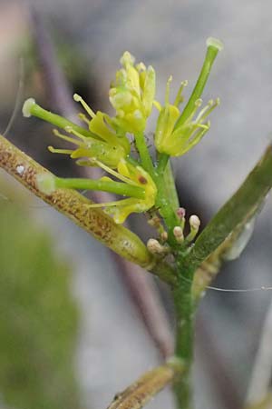 Sisymbrium erysimoides \ Sch&ouml;terich-Rauke / Smooth Mustard, D Ludwigshafen 1.5.2022