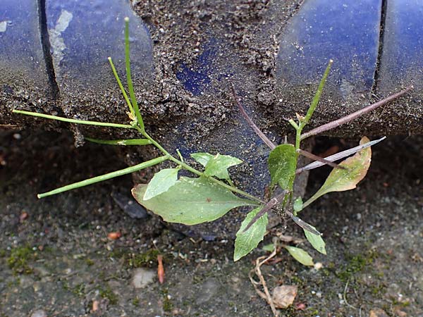 Sisymbrium erysimoides \ Sch&ouml;terich-Rauke / Smooth Mustard, D Ludwigshafen 1.5.2022
