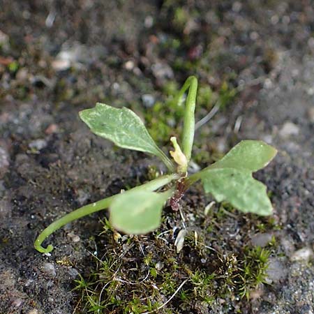 Sisymbrium erysimoides \ Sch&ouml;terich-Rauke / Smooth Mustard, D Ludwigshafen 1.5.2022
