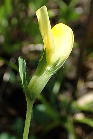 Lotus maritimus \ Gelbe Spargelerbse / Dragon's-Teeth, D Th&uuml;ringen, Bad Frankenhausen 10.6.2022