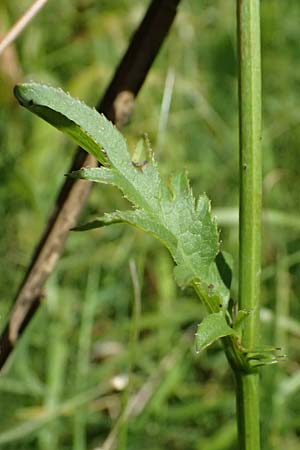 Serratula tinctoria \ F�rber-Scharte / Saw Wort, D Ohlstadt 14.8.2024