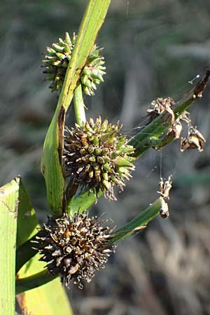 Sparganium erectum subsp. neglectum \ Unbeachteter Igelkolben / Neglected Bur-Reed, D K&ouml;nigsbach 26.10.2024