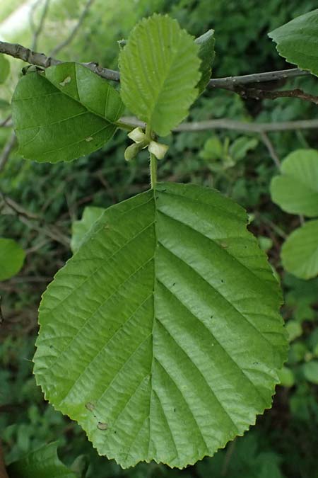 Alnus glutinosa \ Schwarz-Erle / Alder, D Passau 15.5.2025