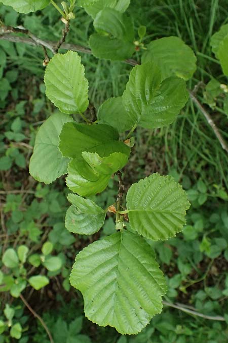 Alnus glutinosa \ Schwarz-Erle / Alder, D Passau 15.5.2025