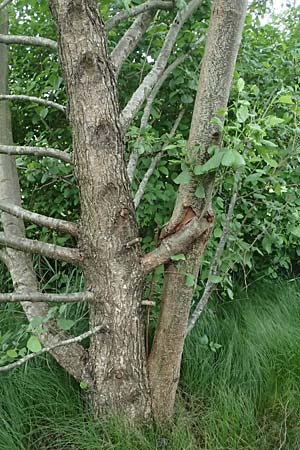 Alnus glutinosa \ Schwarz-Erle / Alder, D Passau 15.5.2025