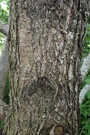 Alnus glutinosa \ Schwarz-Erle / Alder, D Passau 15.5.2025