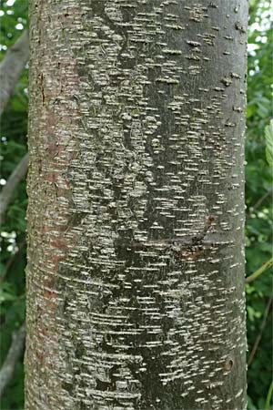 Alnus glutinosa \ Schwarz-Erle / Alder, D Passau 15.5.2025
