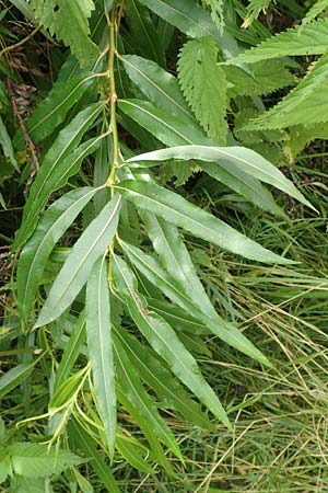 Salix udensis \ Japanische Drachen-Weide, Amur-Weide / Japanese Fantail Willow, D Kleinwallstadt am Main 25.6.2016
