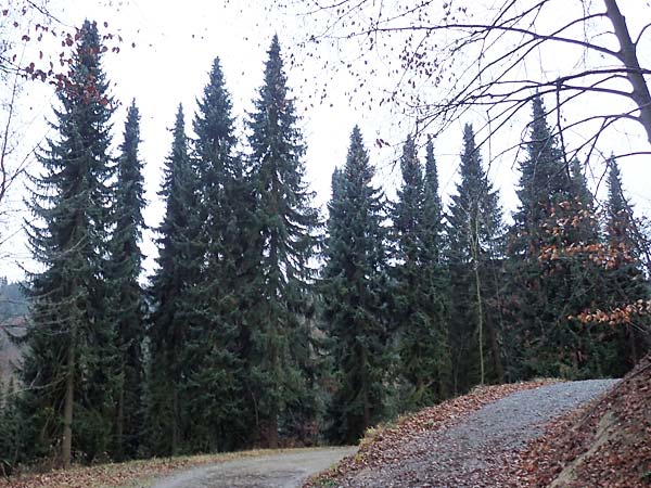 Picea omorika \ Serbische Fichte, Omorika-Fichte / Serbian Spruce, D Weinheim an der Bergstra&szlig;e 26.12.2016