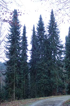 Picea omorika \ Serbische Fichte, Omorika-Fichte / Serbian Spruce, D Weinheim an der Bergstra&szlig;e 26.12.2016