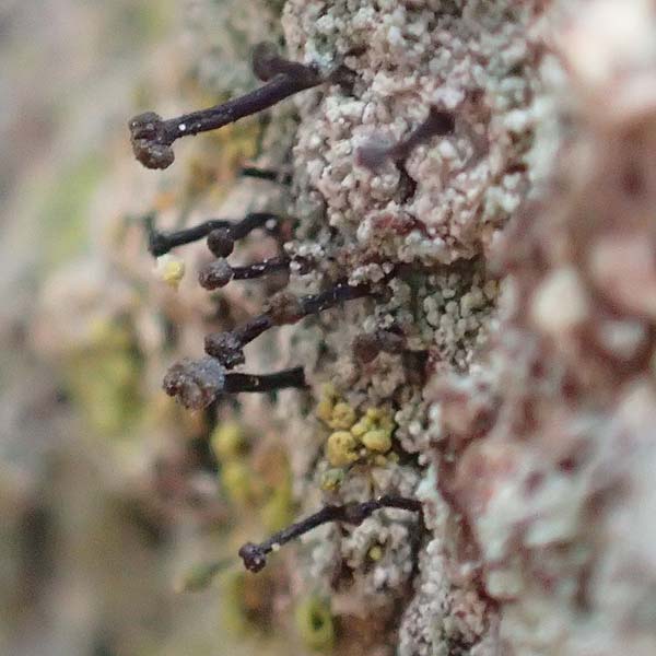 Calicium spec1 ? \ Stift-Flechte / Pin Lichen, Stubble Lichen, D Odenwald, Beerfelden 18.2.2017
