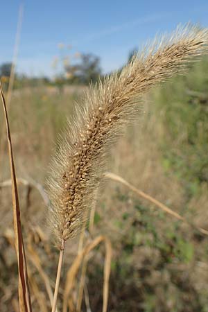 Setaria faberi, Japanese Bristle Grass, Giant Foxtail