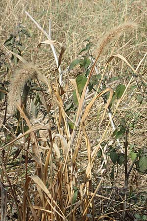Setaria faberi \ Fabers Borstenhirse / Japanese Bristle Grass, Giant Foxtail, D Mannheim 16.9.2018