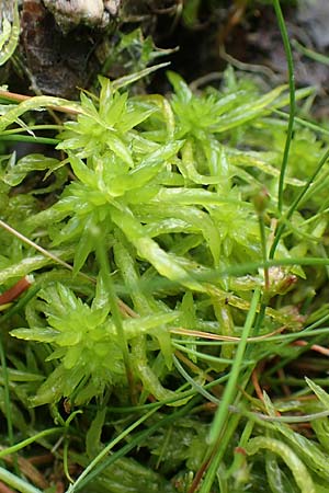 Sphagnum fallax \ Tr&uuml;gerisches Torfmoos, Gekr&uuml;mmtbl&auml;ttriges Torfmoos / Flat-Topped Sphagnum, D Heiliges Meer (Kreis Steinfurt) 10.9.2020