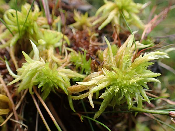 Sphagnum fallax \ Tr&uuml;gerisches Torfmoos, Gekr&uuml;mmtbl&auml;ttriges Torfmoos / Flat-Topped Sphagnum, D Heiliges Meer (Kreis Steinfurt) 10.9.2020