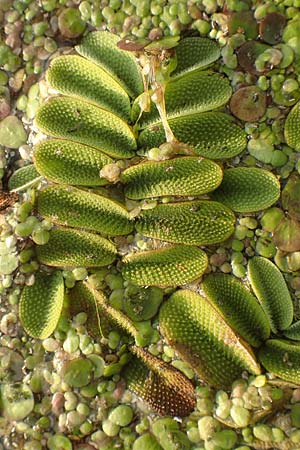 Salvinia natans \ Gemeiner Schwimmfarn / Floating Moss, D Brandenburg, Havelaue-G&uuml;lpe 16.9.2020