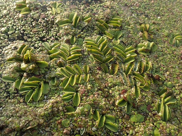 Salvinia natans \ Gemeiner Schwimmfarn / Floating Moss, D Brandenburg, Havelaue-G&uuml;lpe 16.9.2020