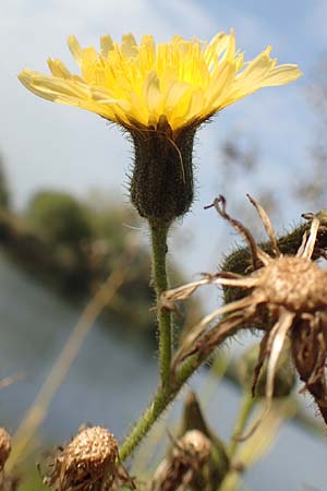 Sonchus palustris \ Sumpf-G�nsedistel / Marsh Sow-Thistle, D Brandenburg, Havelaue-Parey 23.9.2020