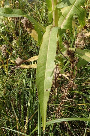 Sonchus palustris \ Sumpf-G�nsedistel / Marsh Sow-Thistle, D Brandenburg, Havelaue-Parey 23.9.2020