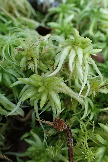Sphagnum fimbriatum ? \ Gefranstes Torfmoos / Fringed Bog Moss, D Elmpt 6.9.2021