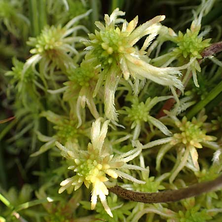 Sphagnum fimbriatum ? \ Gefranstes Torfmoos / Fringed Bog Moss, D Elmpt 6.9.2021