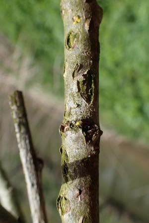 Salix fragilis \ Bruch-Weide / Crack Willow, D Hainstadt 8.4.2023