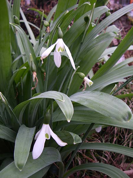Galanthus elwesii \ T�rkisches Schneegl�ckchen, Gro�es Schneegl�ckchen / Giant Snowdrop, D Botan. Gar.  Universit.  Heidelberg 13.3.2008