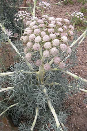 Seseli gummiferum \ Grauer Bergfenchel / Moon Carot, D Botan. Gar.  Universit.  Mainz 11.7.2009