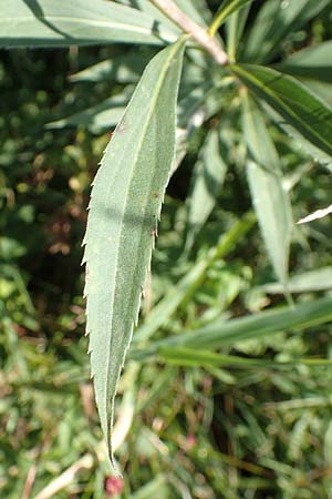 Solidago gigantea \ Sp�te Goldrute / Giant Goldenrod, D Radolfzell 6.9.2016