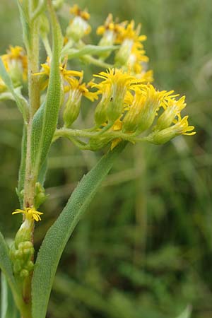 Solidago gigantea \ Sp�te Goldrute / Giant Goldenrod, D Mindelsee 6.9.2016