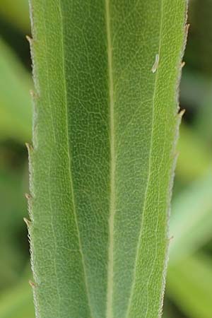 Solidago gigantea \ Sp�te Goldrute / Giant Goldenrod, D Mindelsee 6.9.2016