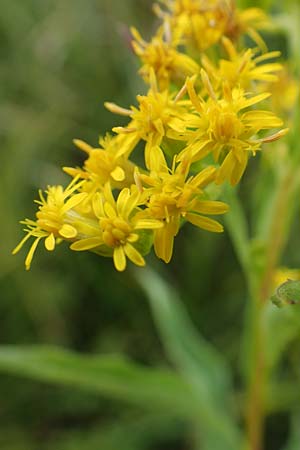Solidago gigantea \ Sp�te Goldrute / Giant Goldenrod, D Mindelsee 6.9.2016