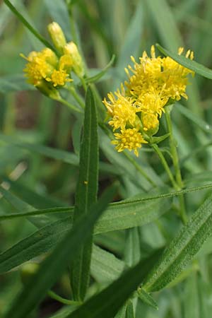 Solidago graminifolia \ Grasbl�ttrige Goldrute / Grass-Leaved Goldenrod, D Mindelsee 6.9.2016