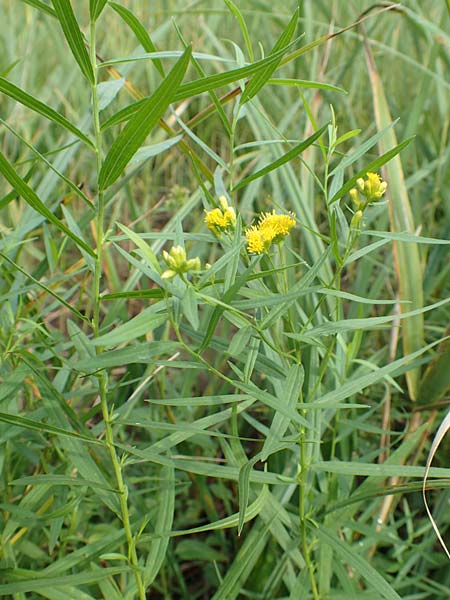 Solidago graminifolia \ Grasbl�ttrige Goldrute / Grass-Leaved Goldenrod, D Mindelsee 6.9.2016