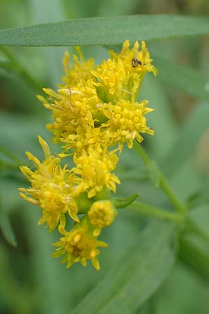 Solidago graminifolia \ Grasbl�ttrige Goldrute / Grass-Leaved Goldenrod, D Mindelsee 6.9.2016