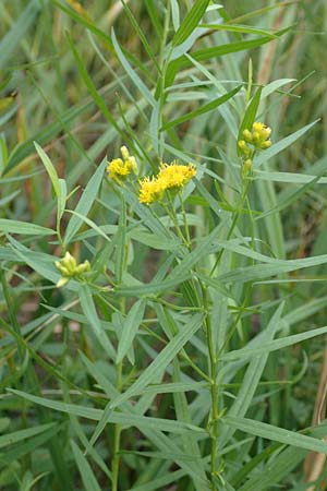 Solidago graminifolia \ Grasbl�ttrige Goldrute / Grass-Leaved Goldenrod, D Mindelsee 6.9.2016