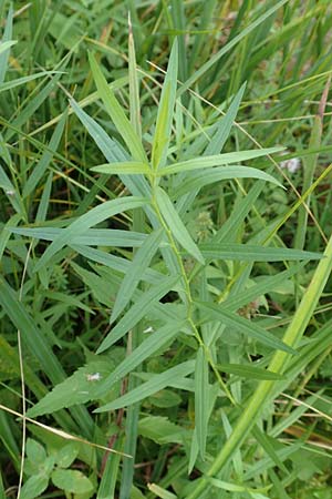 Solidago graminifolia \ Grasbl�ttrige Goldrute / Grass-Leaved Goldenrod, D Mindelsee 6.9.2016