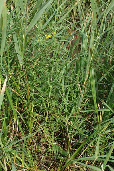 Solidago graminifolia \ Grasbl�ttrige Goldrute / Grass-Leaved Goldenrod, D Mindelsee 6.9.2016