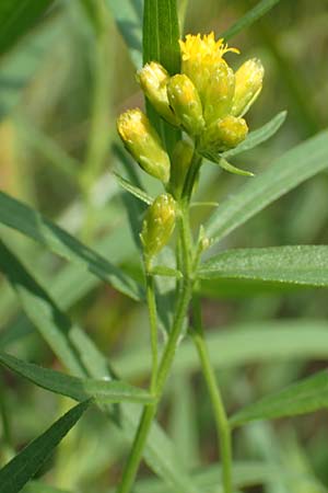 Solidago graminifolia \ Grasbl�ttrige Goldrute / Grass-Leaved Goldenrod, D Mindelsee 6.9.2016