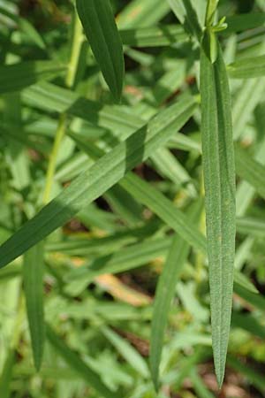 Solidago graminifolia \ Grasbl�ttrige Goldrute / Grass-Leaved Goldenrod, D Mindelsee 6.9.2016