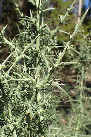 Ulex europaeus \ Europ�ischer Stechginster / Gorse, D Odenwald, Erbach 16.10.2018