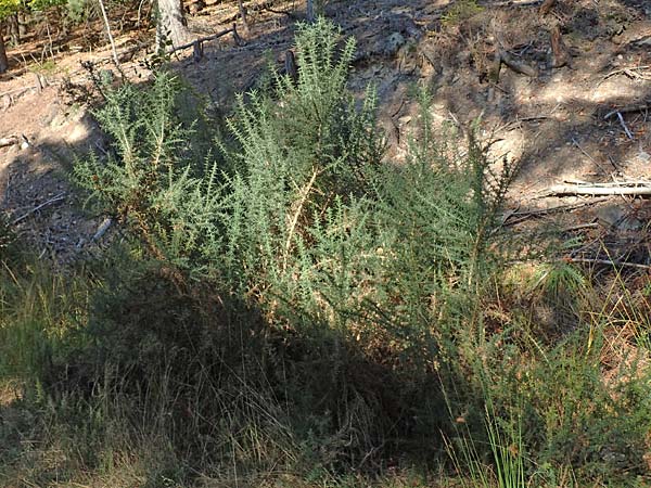 Ulex europaeus \ Europ�ischer Stechginster / Gorse, D Odenwald, Erbach 16.10.2018
