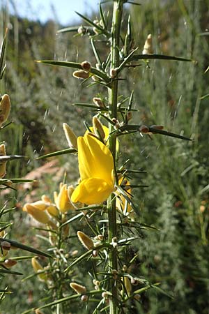 Ulex europaeus \ Europ�ischer Stechginster / Gorse, D Odenwald, Erbach 16.10.2018